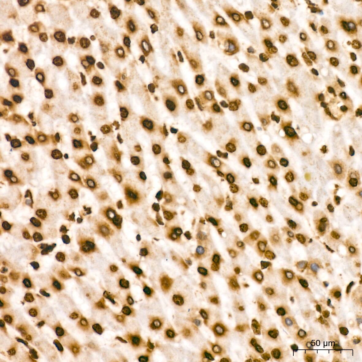 Histone H2B Antibody (3U2P5)