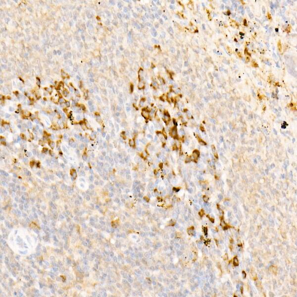 RAI16 Antibody - Azide and BSA Free