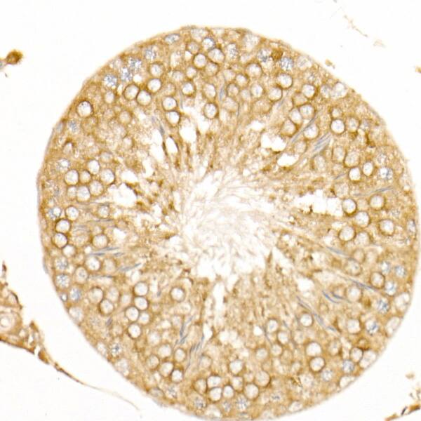 RAI16 Antibody - Azide and BSA Free