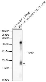 Biotin Antibody - Azide and BSA Free