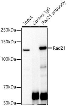 Rad21 Antibody - Azide and BSA Free