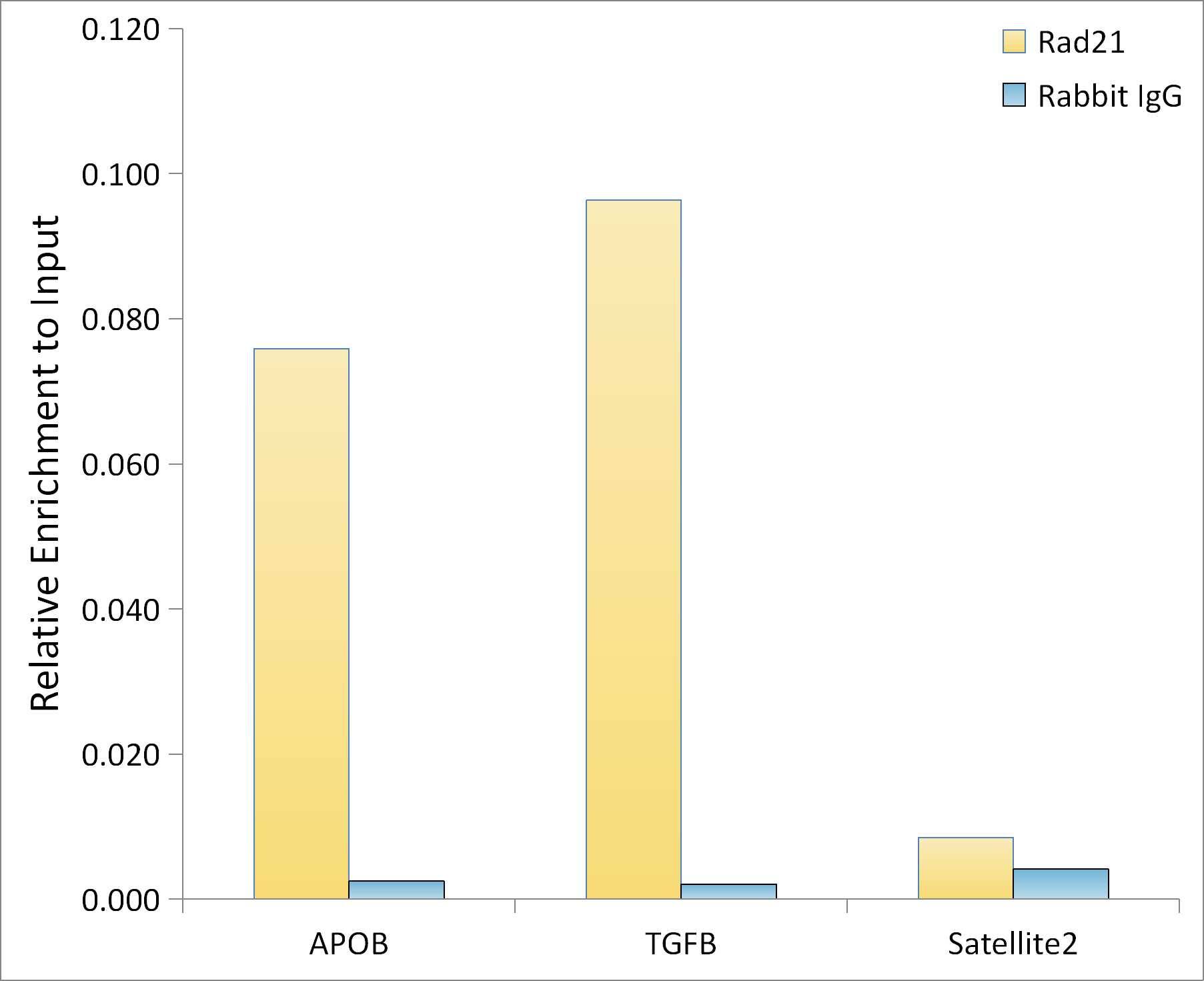 Rad21 Antibody - Azide and BSA Free