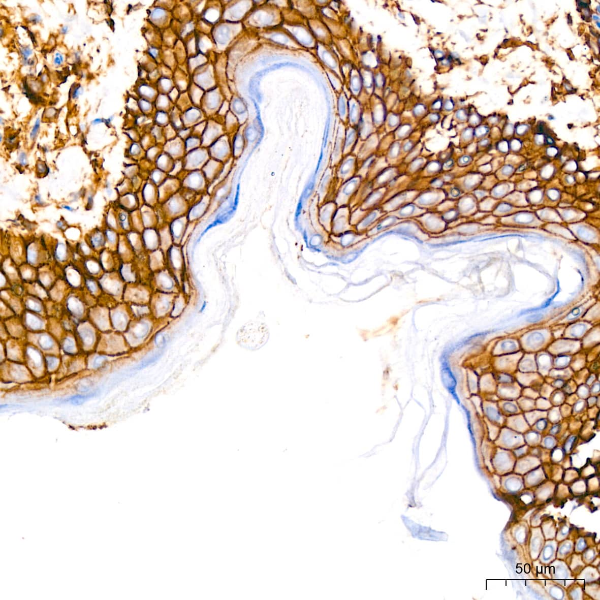 CD44 Antibody (9W6E7)