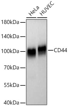 CD44 Antibody (9W6E7)