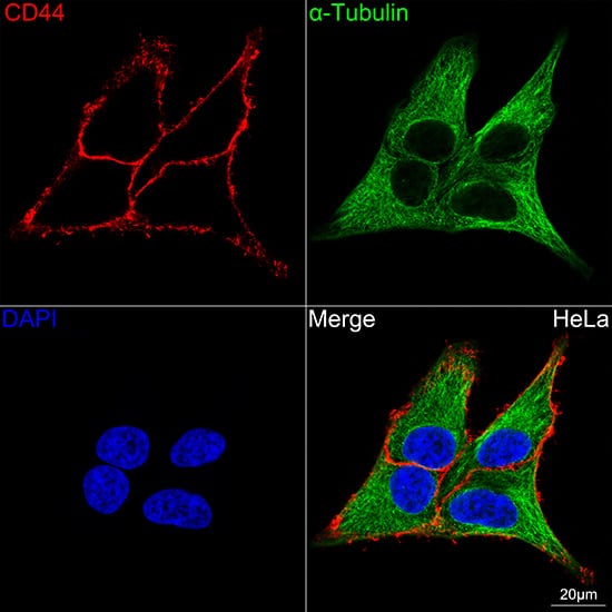 CD44 Antibody (9W6E7)