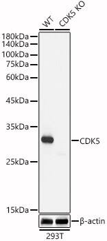 Cdk5 Antibody (7C8T10)