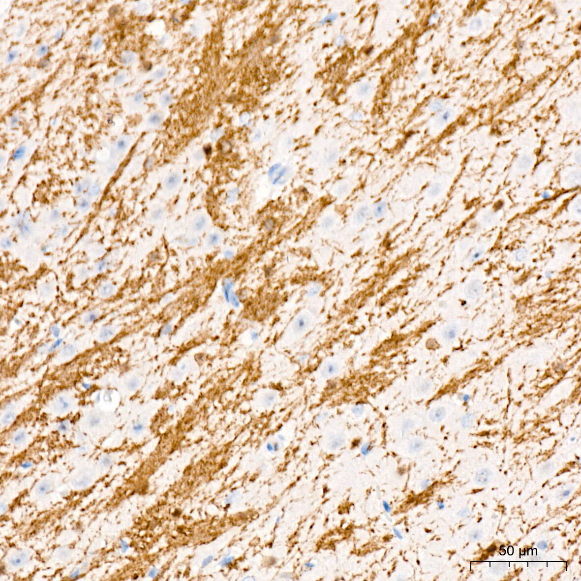 CNPase Antibody (8O3B6)