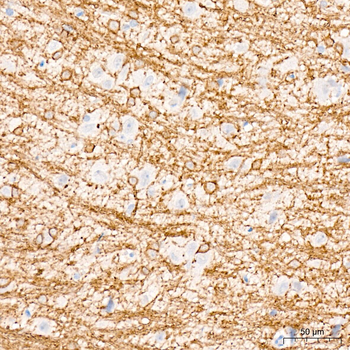 CNPase Antibody (8O3B6)