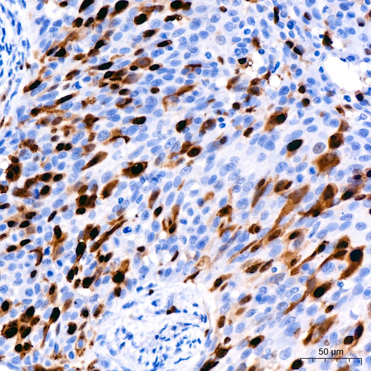 Cyclin A2 Antibody (3E9Z3)