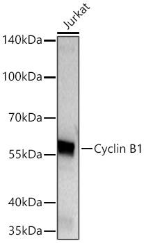 Cyclin B1 Antibody (1Q3E9)