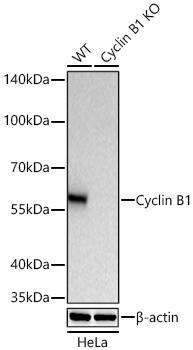 Cyclin B1 Antibody (1Q3E9)