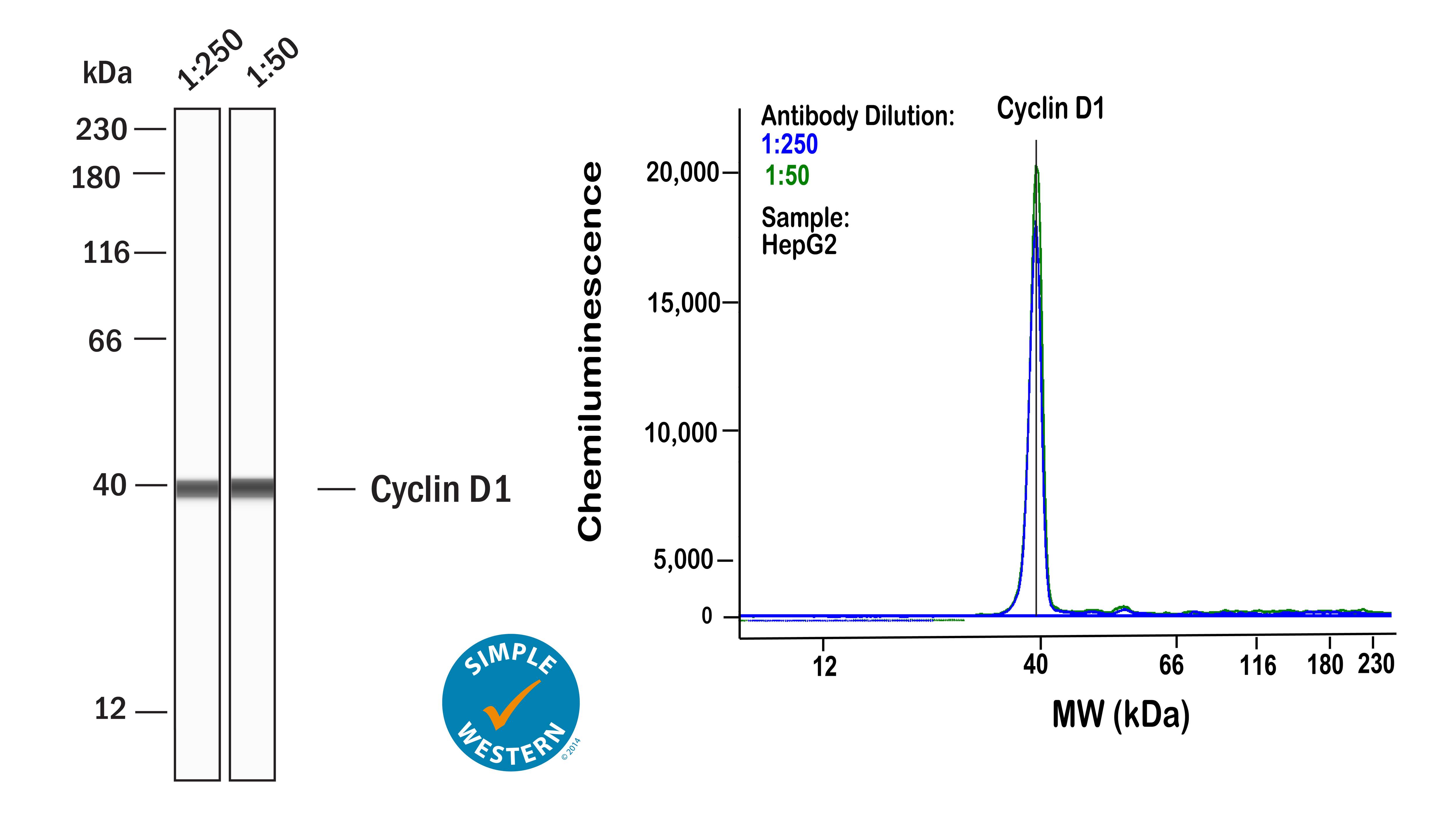 Cyclin D1 Antibody (7C8Z4)