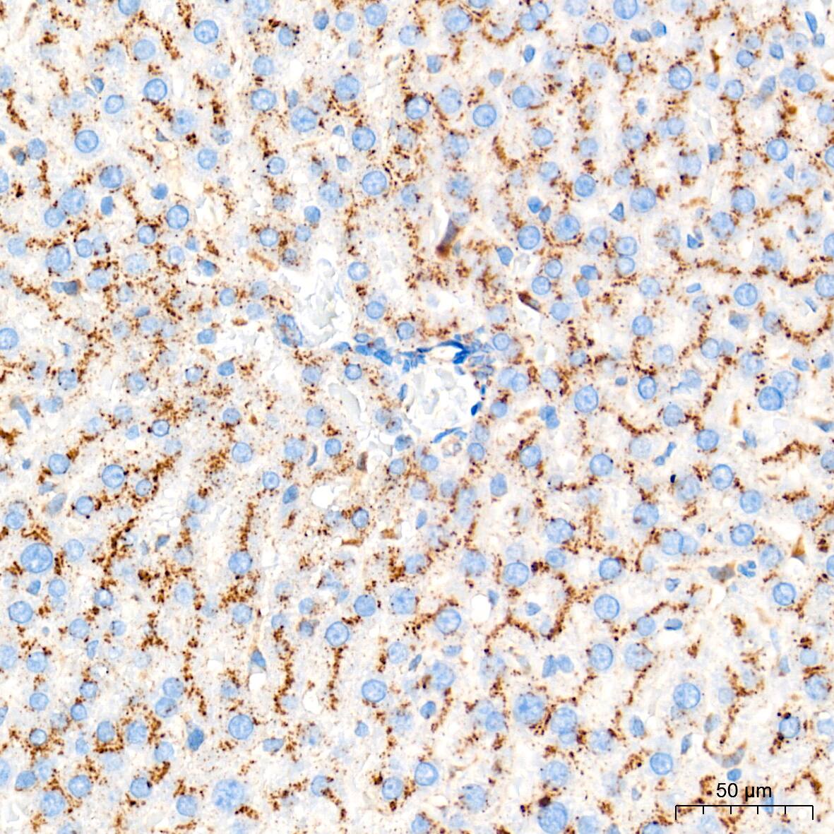 Glucosylceramidase/GBA Antibody (8O3Z7)