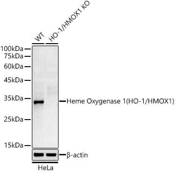 HO-1/HMOX1/HSP32 Antibody (3L2U4) HO-1/HMOX1/HSP32 Antibody (3L2U4)