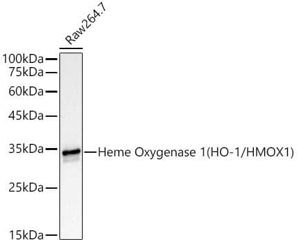 HO-1/HMOX1/HSP32 Antibody (3L2U4) HO-1/HMOX1/HSP32 Antibody (3L2U4)