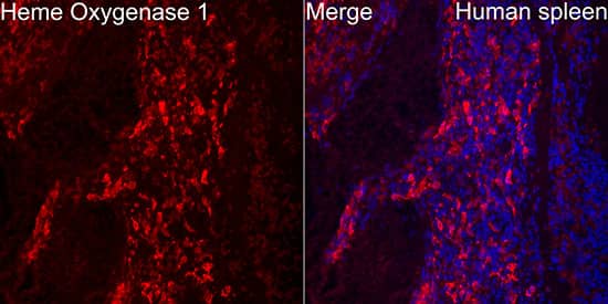 HO-1/HMOX1/HSP32 Antibody (7H7W10)