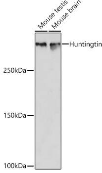 Huntingtin Antibody (7B9C8)