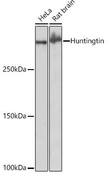 Huntingtin Antibody (7B9C8)