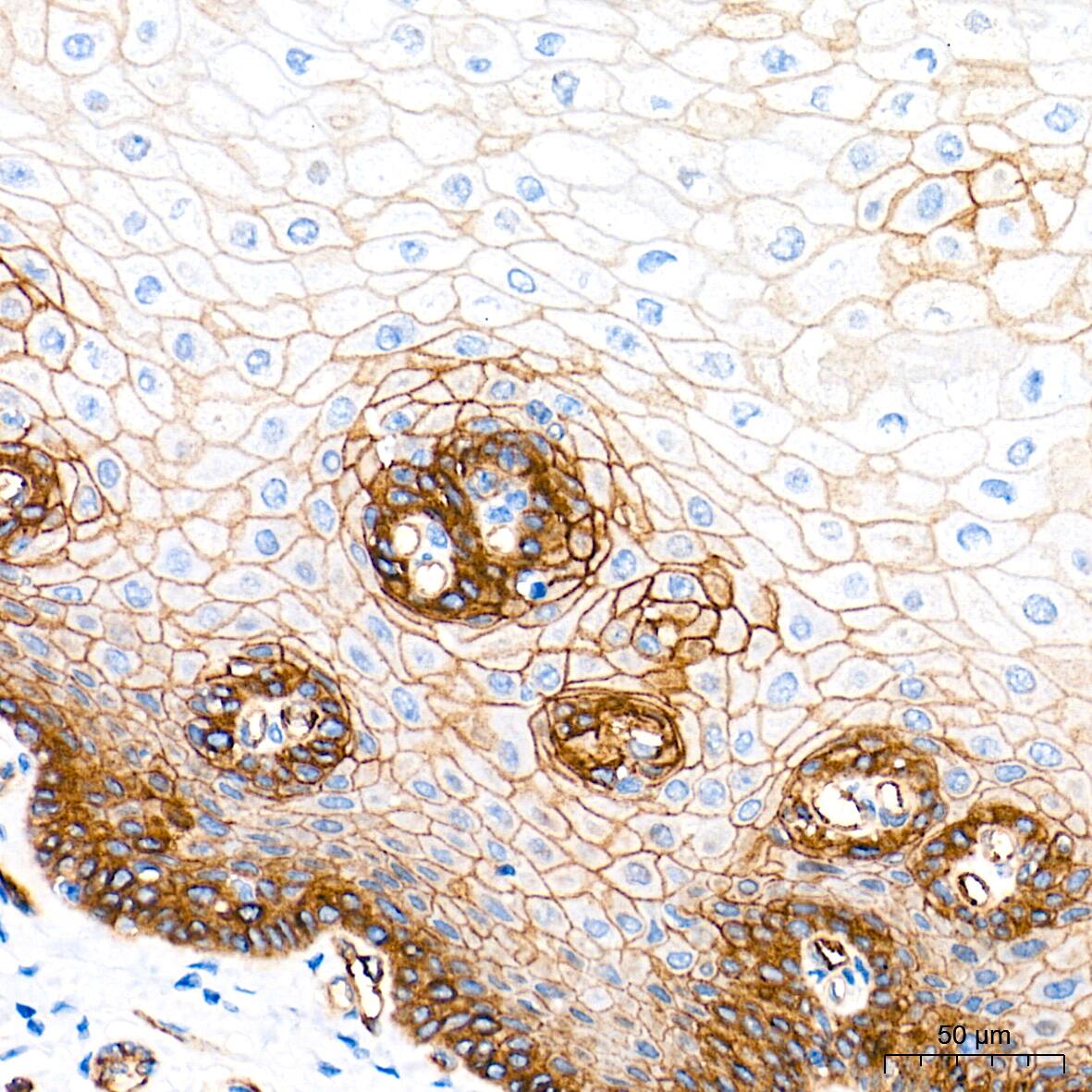 Integrin alpha 2/CD49b Antibody (7O9H6)