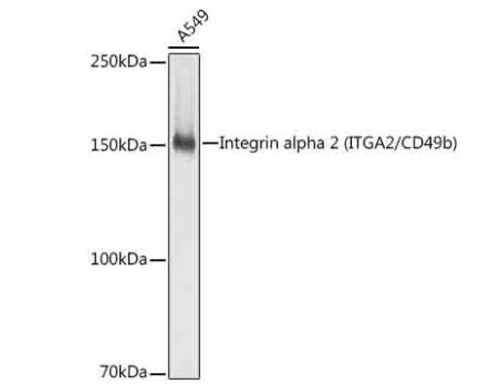 Integrin alpha 2/CD49b Antibody (7O9H6)