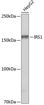 IRS1 Antibody (3Q8A2)