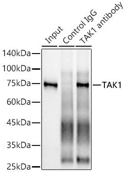 TAK1 Antibody (1W2B10)