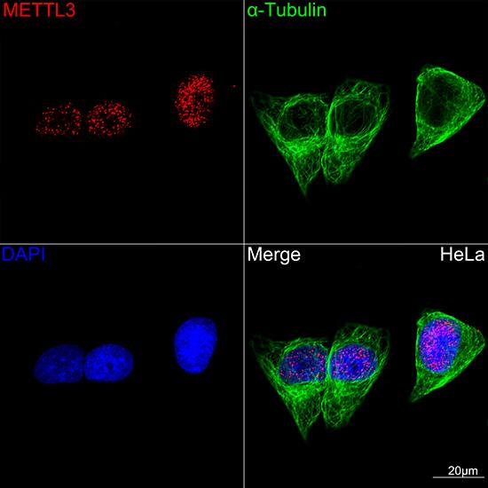 Methyltransferase like 3 Antibody (1R6X6)