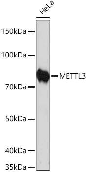 Methyltransferase like 3 Antibody (1R6X6)
