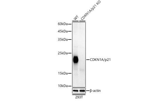 p21/CIP1/CDKN1A Antibody (4Z1H9)