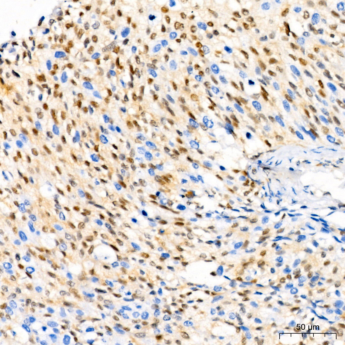p27/Kip1 Antibody (9R5B4)