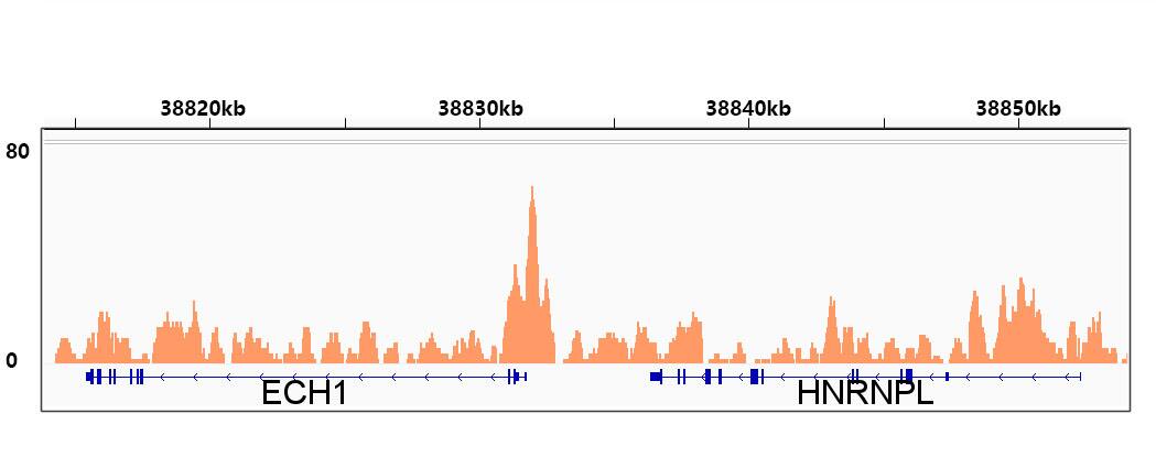 RXR alpha/NR2B1 Antibody (6Y10M1)