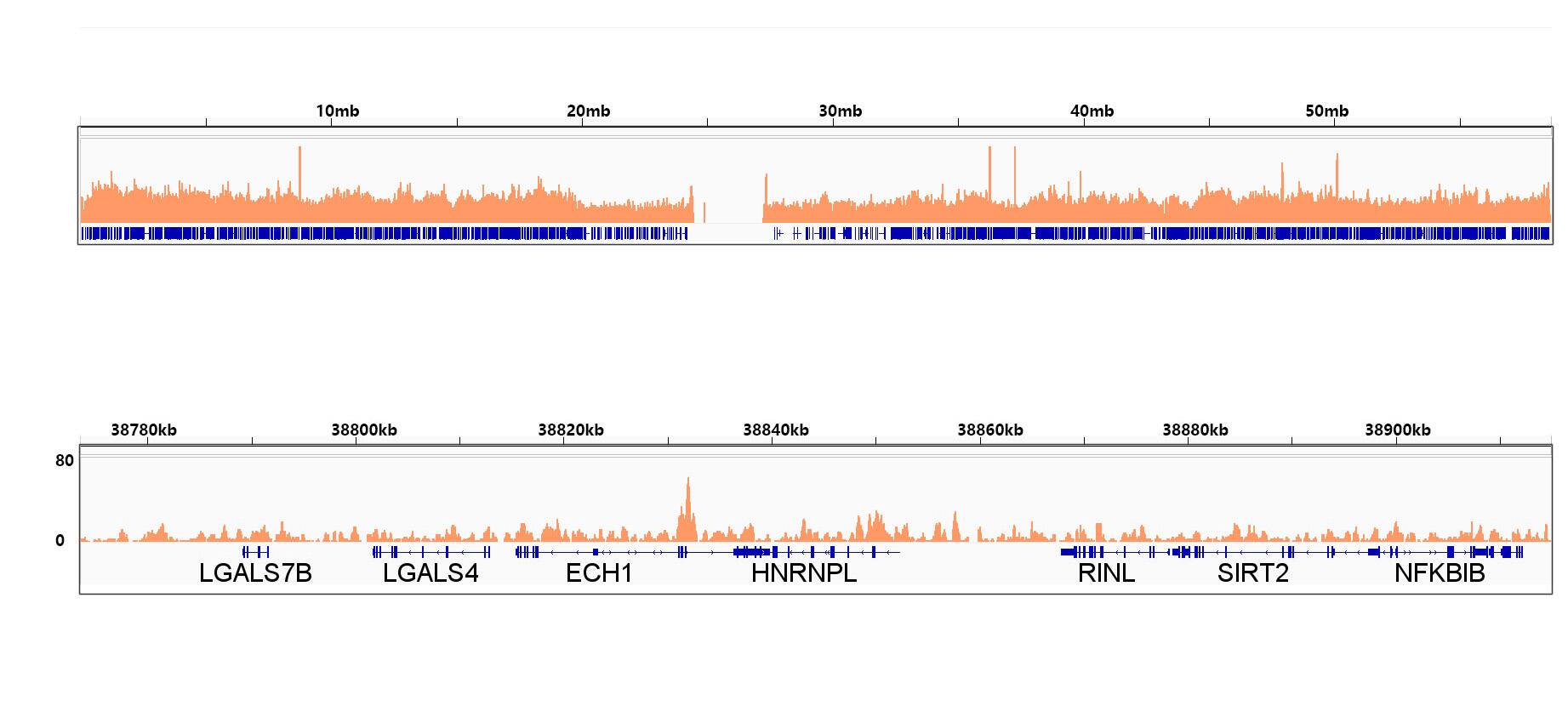 RXR alpha/NR2B1 Antibody (6Y10M1)