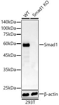 Smad1 Antibody (7H7L5)