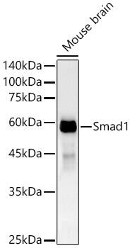 Smad1 Antibody (7H7L5)