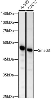 Smad3 Antibody (1T1Q9)