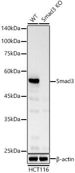 Smad3 Antibody (1T1Q9)