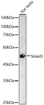 Smad3 Antibody (1T1Q9)