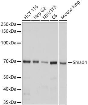 Smad4 Antibody (6B4D6)