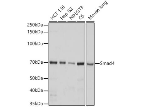 Smad4 Antibody (6B4D6)