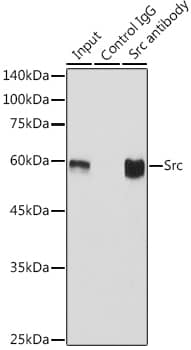 Src Antibody (7G6M9)