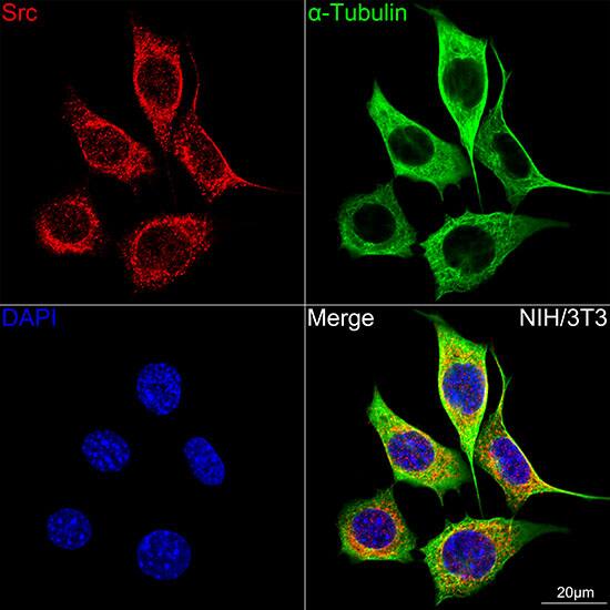 Src Antibody (7G6M9)