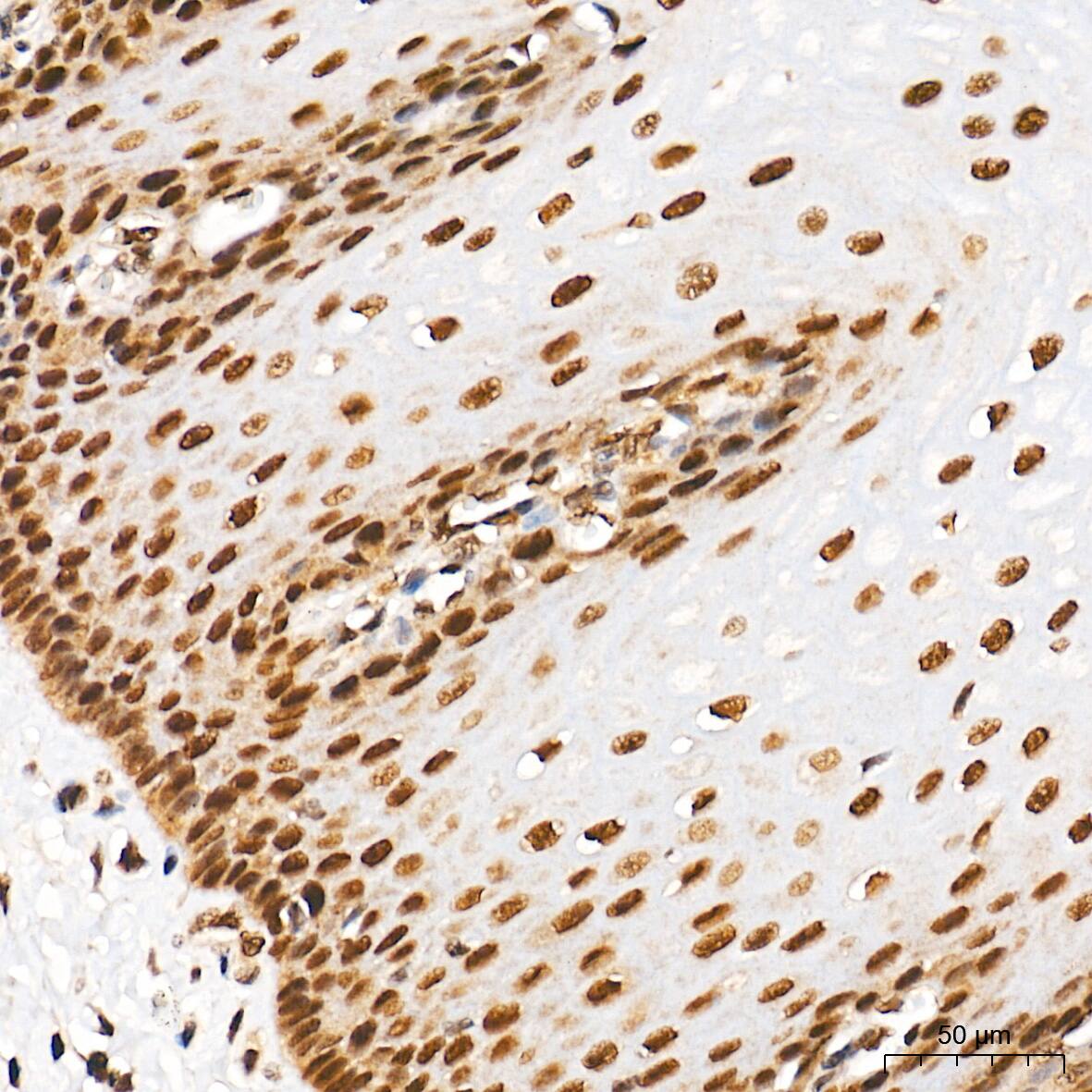 SUMO1 Antibody (6F8B6)