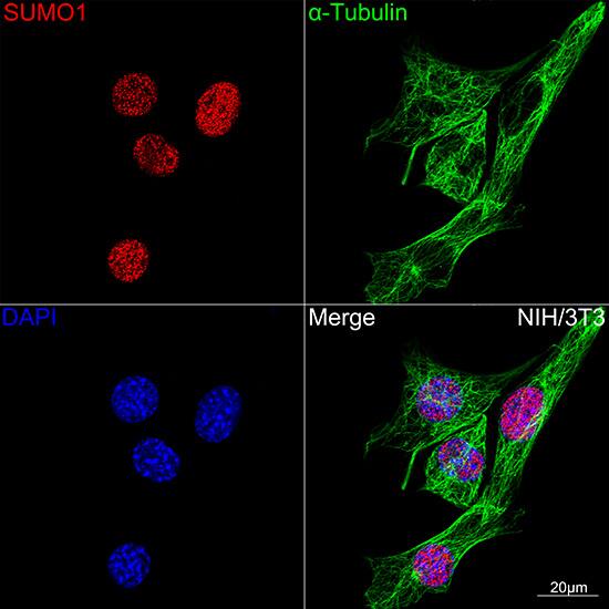 SUMO1 Antibody (6F8B6)