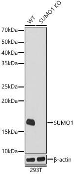 SUMO1 Antibody (6F8B6)