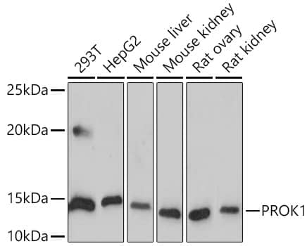 EG-VEGF/PK1 Antibody (1B4G2)