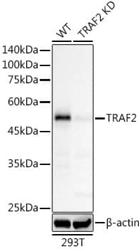 TRAF-2 Antibody (3S2A8)