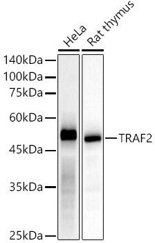 TRAF-2 Antibody (3S2A8)