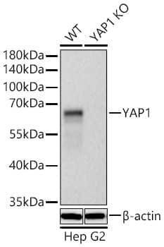 YAP1 Antibody (10G4S10)