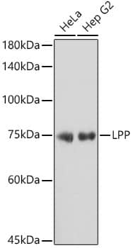 LPP Antibody (8M2R8)