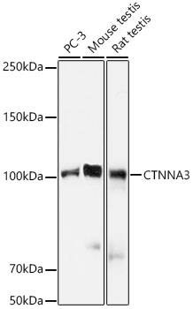 CTNNA3 Antibody (8F1U7)